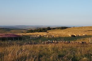 Paysage de l'Aubrac